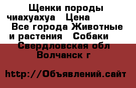Щенки породы чиахуахуа › Цена ­ 12 000 - Все города Животные и растения » Собаки   . Свердловская обл.,Волчанск г.